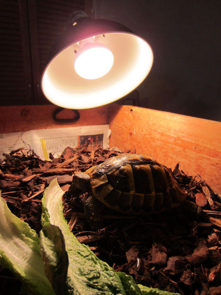 Réveil d'une tortue qui hibernait - 10