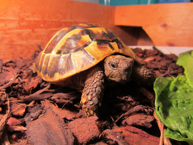 Réveil d'une tortue qui hibernait - 11