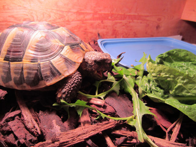 Réveil d'une tortue qui hibernait - 13