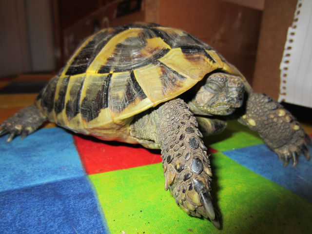 Réveil d'une tortue qui hibernait - 5