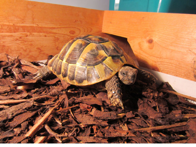 Réveil d'une tortue qui hibernait - 7