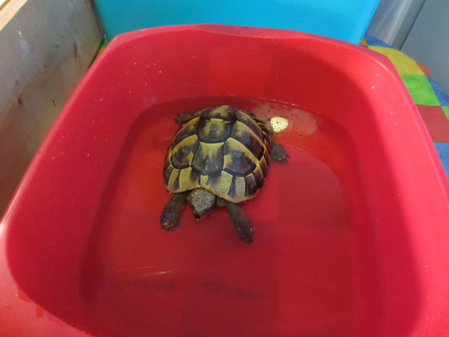 Réveil d'une tortue qui hibernait - 8