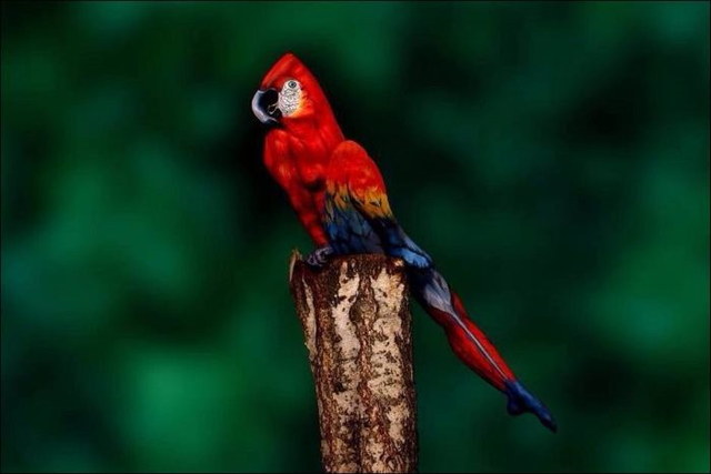 Body painting animal perroquet - 1