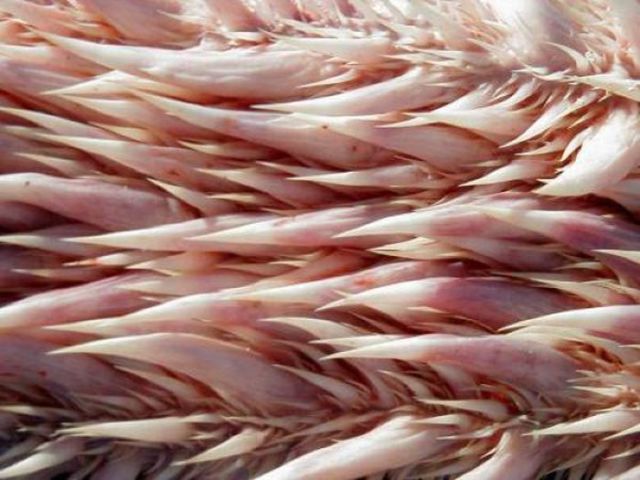 Intérieur de la bouche de la tortue luth - 4