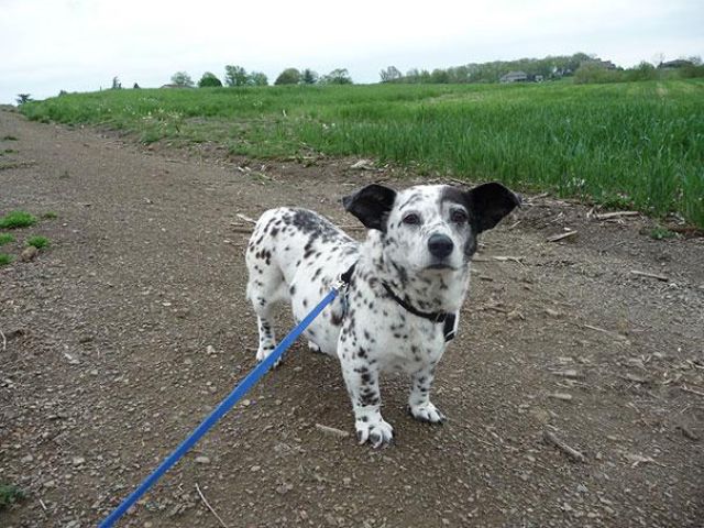 Croisements entre chiens (Corgi et dalmatien)
