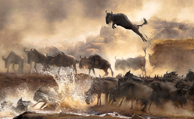 Résultats du Sony World Photography Awards 2014 - 1