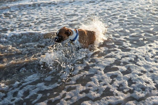 Duncan Lou, le chien handicapé à 2 pattes - 1