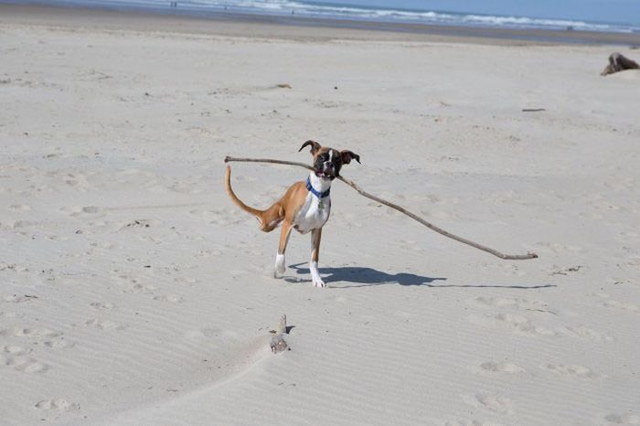 Duncan Lou, le chien handicapé à 2 pattes - 2