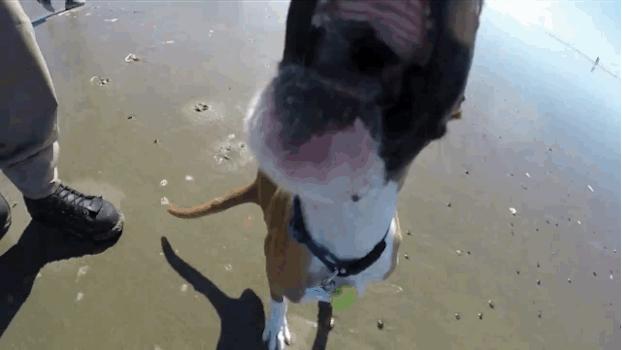 Duncan Lou, le chien handicapé à 2 pattes - 6