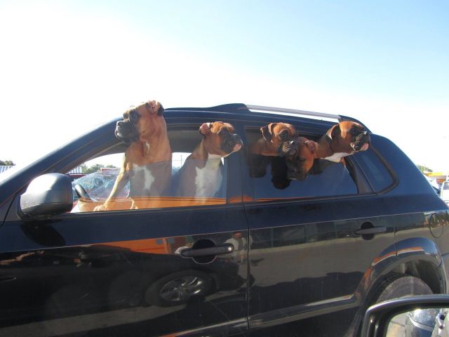 Des images très drôles - 29