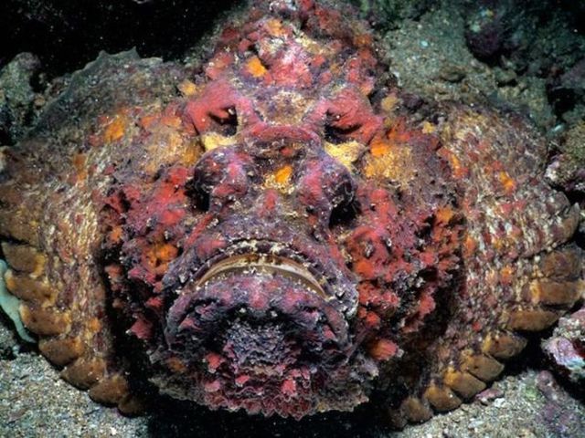 creatures-affreuses-ocean - 11