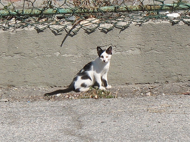 Chats ressemblent à hitler , 2