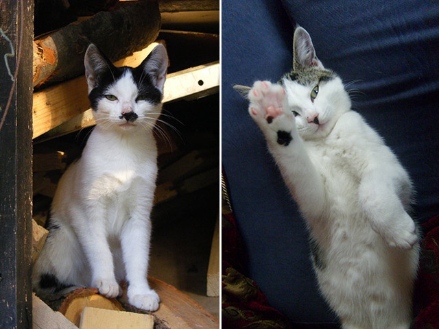 Chats ressemblent à hitler , 4