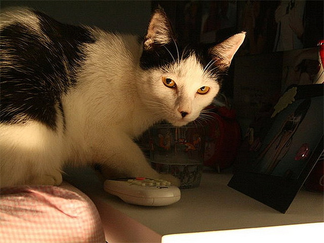 Chats ressemblent à hitler , 5