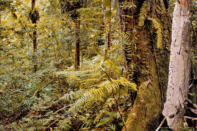 Saurez-vous retrouvez tous les animaux cachés ? - 12