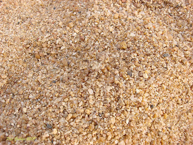 Saurez-vous retrouvez tous les animaux cachés ? - 14