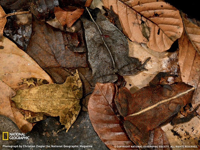 Saurez-vous retrouvez tous les animaux cachés ? - 15