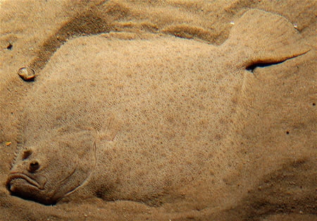 Saurez-vous retrouvez tous les animaux cachés ? - 17