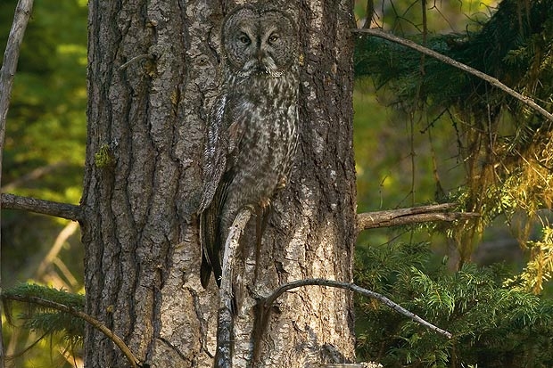 Saurez-vous retrouvez tous les animaux cachés ? - 20