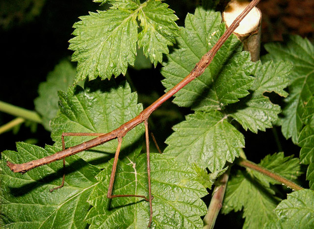 Saurez-vous retrouvez tous les animaux cachés ? - 7