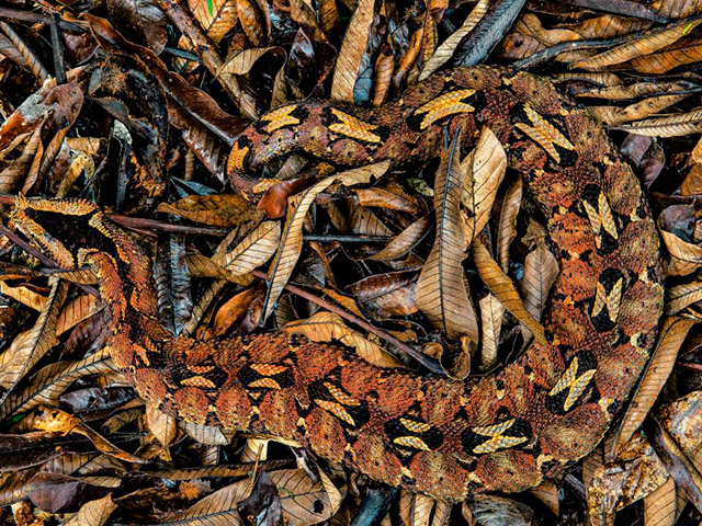 Saurez-vous retrouvez tous les animaux cachés ? - 9