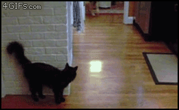 Chats marrants (Ce chat qui a essay d'effrayer ce chien et a lamentablement chou)