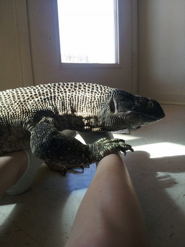 Un reptile en animal de compagnie - 5