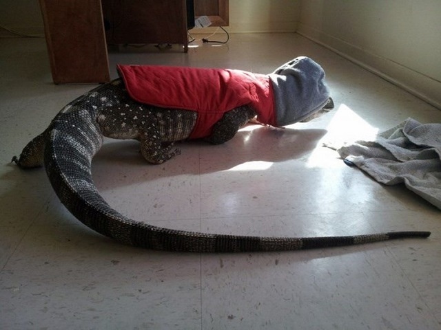 Un reptile en animal de compagnie - 6