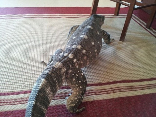 Un reptile en animal de compagnie - 7