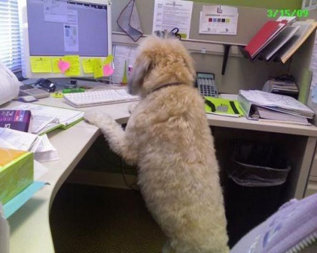 Blagues au travail - 43