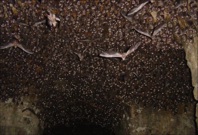 Une grotte colonisée par des chauves souris - 5