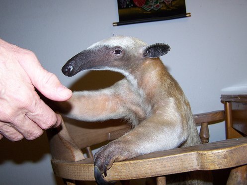 Le Tamandua, un animal bien mignon