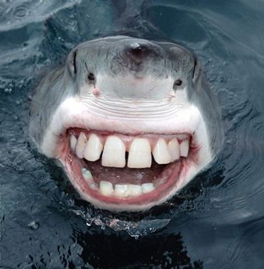 Les dents de la mer...