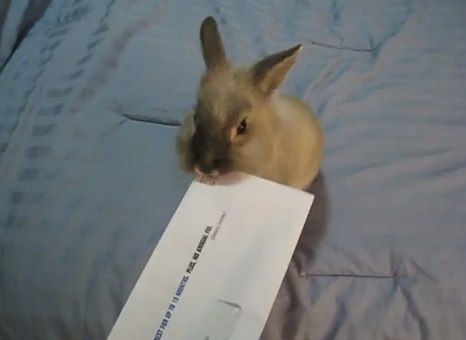 Un lapin coupe-papier