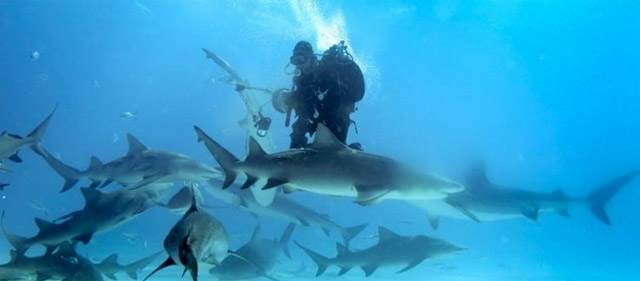 Le requin voleur des Bahamas