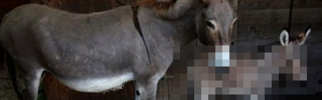 Mi-âne, mi-zèbre: un 'zonkey' est né en Italie. Regardez les photos !