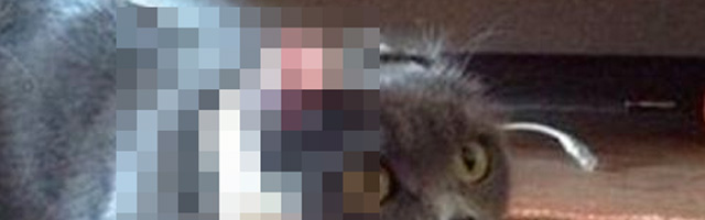 Comment rendre fou un chat ?