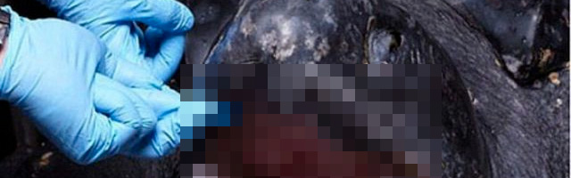 La bouche qui fait peur de la tortue luth