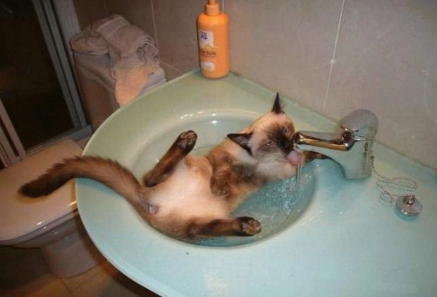 Un chat qui prend son bain