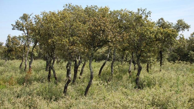 Inspiration du dernier tableau de Van Gogh