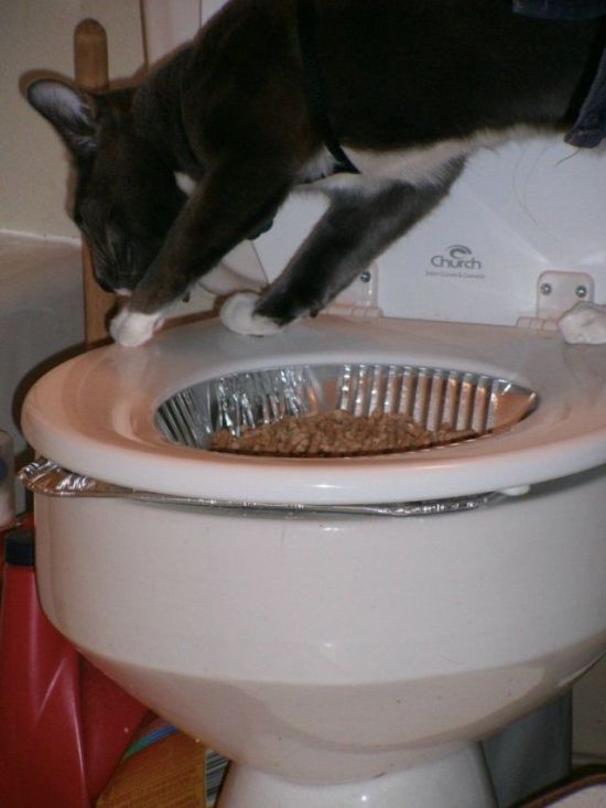 Apprendre  un chat  aller aux toilettes (Premire tape, nous avons cach sa litire, et mis du gravier et des copeaux dans un plat  lasagnes que nous avons soigneusement plac sur les toilettes.)