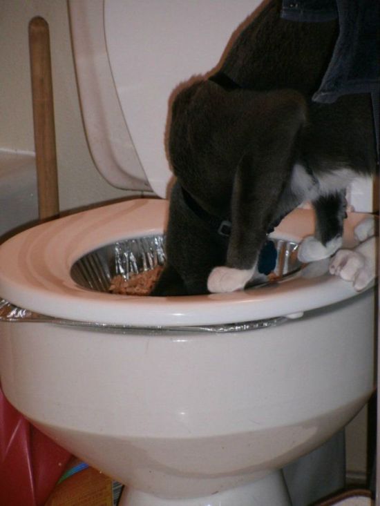 Comment apprendre à votre chat à aller aux toilettes