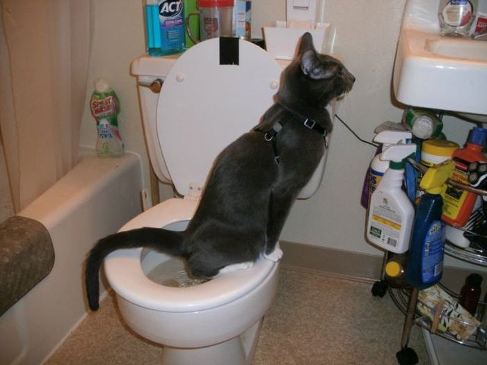 Comment apprendre à votre chat à aller aux toilettes