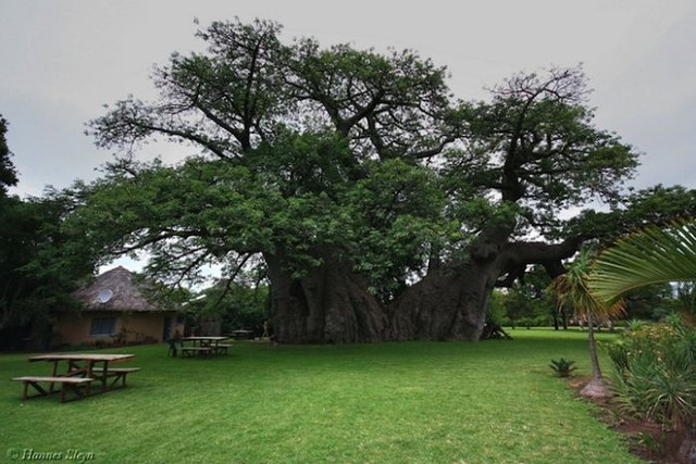 Un bar dans un baobab - 1