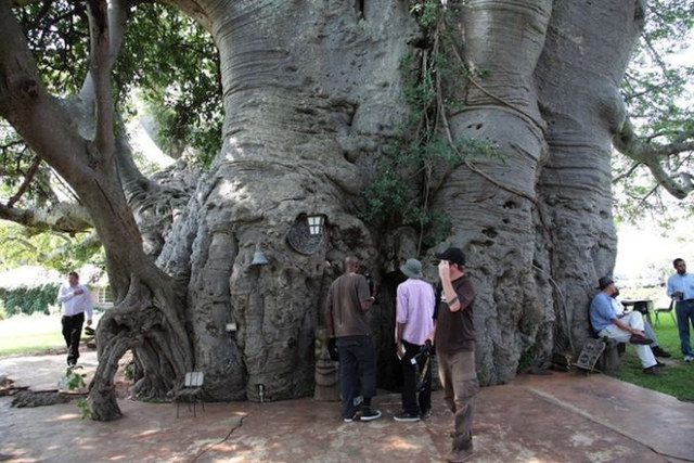 Un bar dans un baobab - 7
