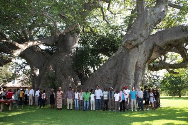 Un bar dans un baobab - 8