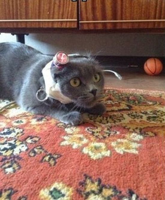 Ce chat devient fou - 1