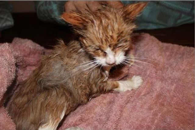 Chats sauvs de la mort - 10