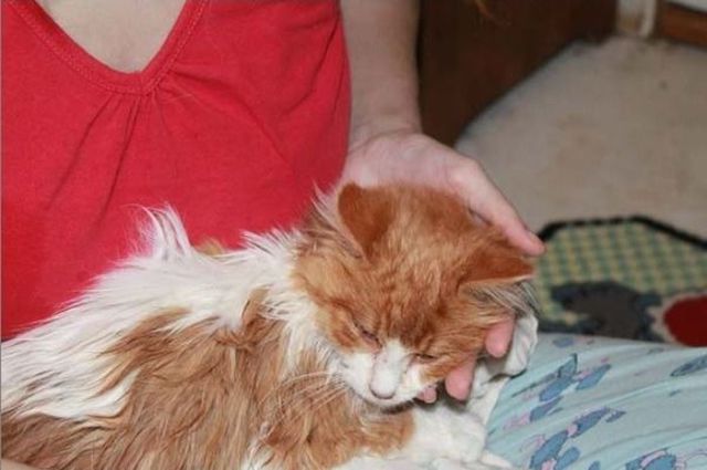 Chats sauvs de la mort - 12