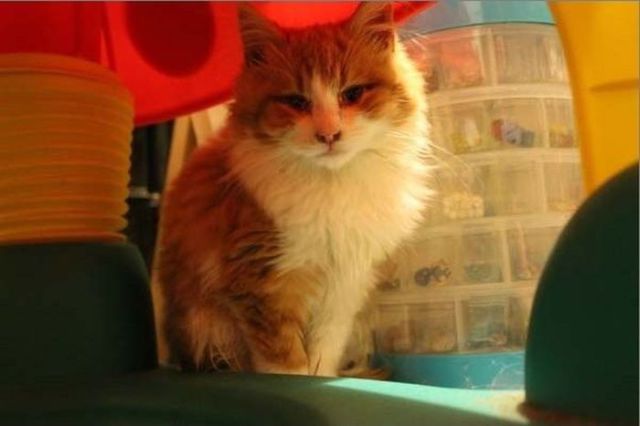 Chats sauvs de la mort - 15